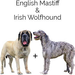 Irish Mastiff Dog